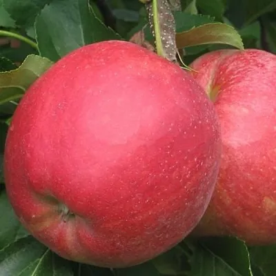 Яблоня РУБИН в Сургуте