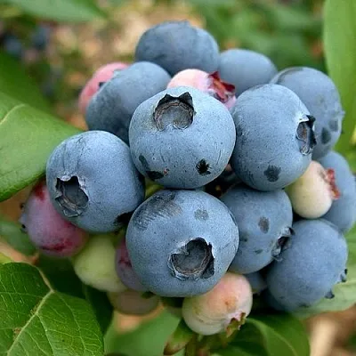 Голубика КОЛЛИНЗ  Голубика КОЛЛИНЗ в Сургуте