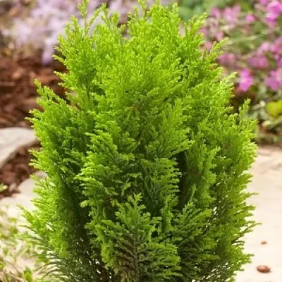 Кипарисовик ЭЛВУДИ ГОЛД лавсона  Кипарисовик ЭЛВУДИ ГОЛД лавсона в Сургуте