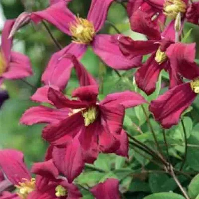 Клематис СТРОУБЕРРИ ФИЛДС  Клематис СТРОУБЕРРИ ФИЛДС в Сургуте