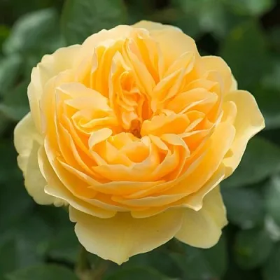 Саженцы роз ГРЕХАМ ТОМАС английская  Саженцы роз ГРЕХАМ ТОМАС английская в Сургуте