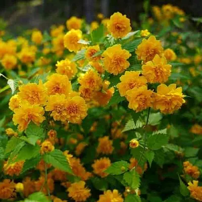 Керрия японская ПЛЕНИФЛОРА  Керрия японская ПЛЕНИФЛОРА в Сургуте