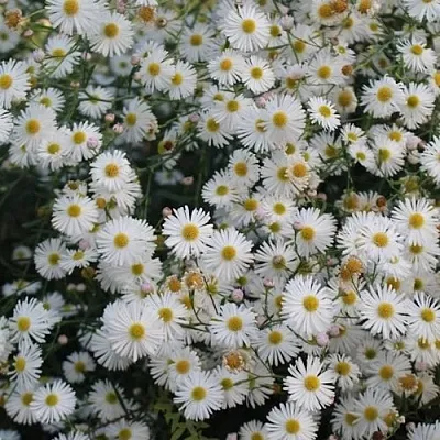 Болтония СНОУБЭНК  Болтония СНОУБЭНК в Сургуте