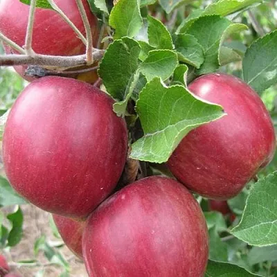 Яблони Московское Ожерелье колонновидная в Сургуте