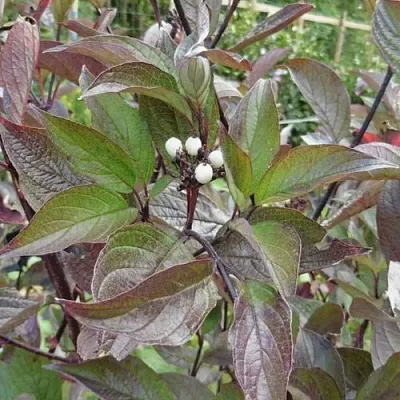 Дерен КЕССЕЛЬРИНГИ  Дерен КЕССЕЛЬРИНГИ в Сургуте