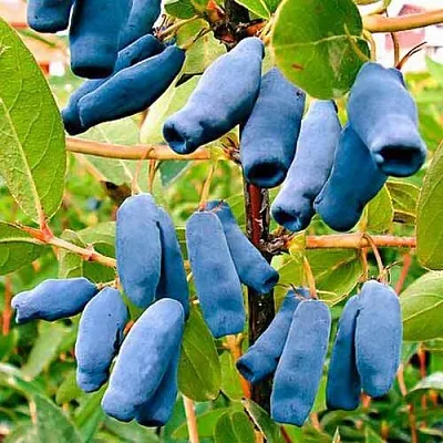 Жимолость съедобная НИМФА (ГАММА) в Сургуте