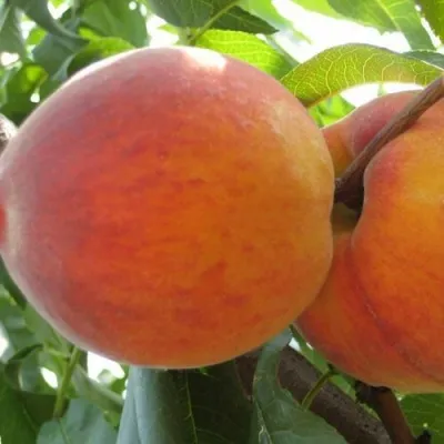 Персик СОЧНЫЙ — описание сорта Персик СОЧНЫЙ в Сургуте