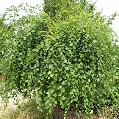 Береза САММЕР КАСКАД черная  Береза САММЕР КАСКАД черная в Сургуте