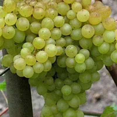 Виноград КИШМИШ 342  Виноград КИШМИШ 342 в Сургуте