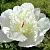 Пион ИММАКУЛИ травянистый в Сургуте