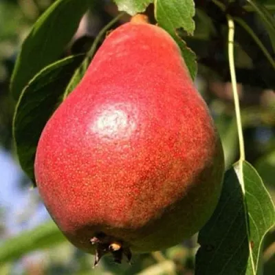 Груша НАРЯДНАЯ ЕФИМОВА  Груша НАРЯДНАЯ ЕФИМОВА в Сургуте