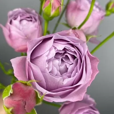 Саженцы роз ЛАВЕНДЕР БАБЛС спрей  Саженцы роз ЛАВЕНДЕР БАБЛС спрей в Сургуте