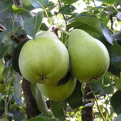 Груша МАСЛЯНИСТАЯ ЛЕТНЯЯ  Груша МАСЛЯНИСТАЯ ЛЕТНЯЯ в Сургуте