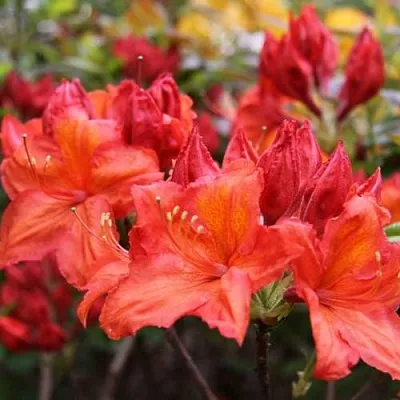 Азалия ЛИЛИНШТЕЙН японская  Азалия ЛИЛИНШТЕЙН японская в Сургуте