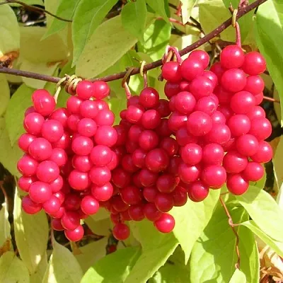 Лимонник в Сургуте