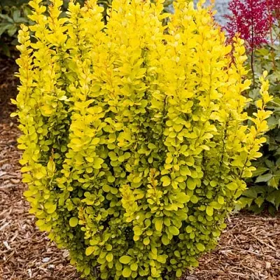 Барбарис ГОЛДЕН ТОРЧ тунберга  Барбарис ГОЛДЕН ТОРЧ тунберга в Сургуте