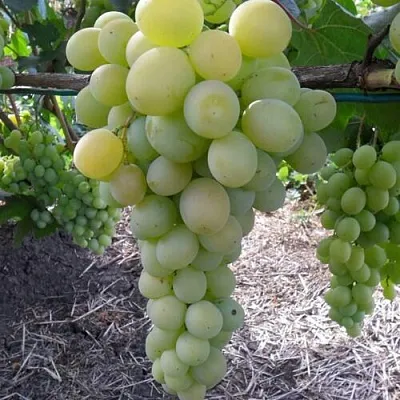 Виноград ФРУМОАСА АЛБЭ  Виноград ФРУМОАСА АЛБЭ в Сургуте