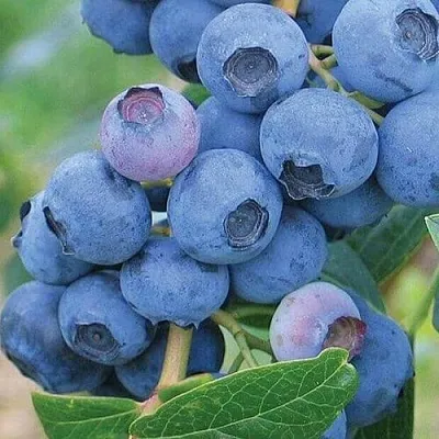 Голубика ЭРЛИБЛЮ  Голубика ЭРЛИБЛЮ в Сургуте