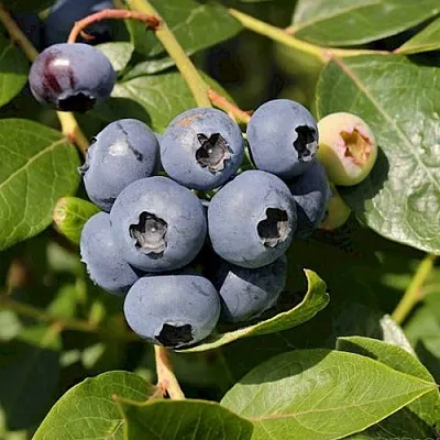 Голубика ШАНТЕКЛЕР  Голубика ШАНТЕКЛЕР в Сургуте