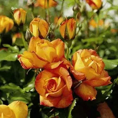 Саженцы роз САХАРА плетистая  Саженцы роз САХАРА плетистая в Сургуте