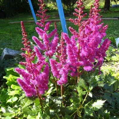 Астильба ЭЛИЗАБЕТ ВАН ВИН японская  Астильба ЭЛИЗАБЕТ ВАН ВИН японская в Сургуте