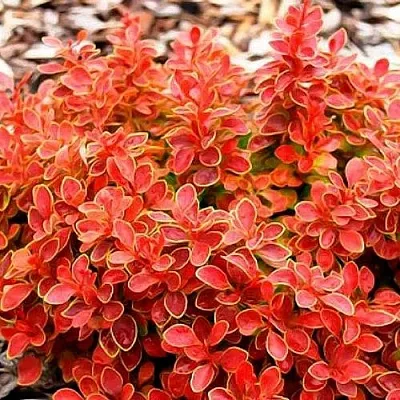 Барбарис КОРАЛ тунберга  Барбарис КОРАЛ тунберга в Сургуте