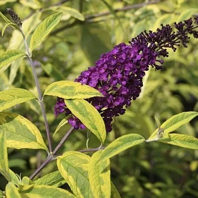 Буддлея давида САНТАНА   Буддлея давида САНТАНА  в Сургуте