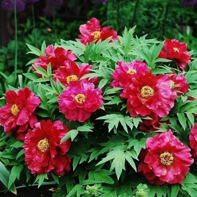 Пион КРАСНЫЙ ЛОТОС древовидный в Сургуте