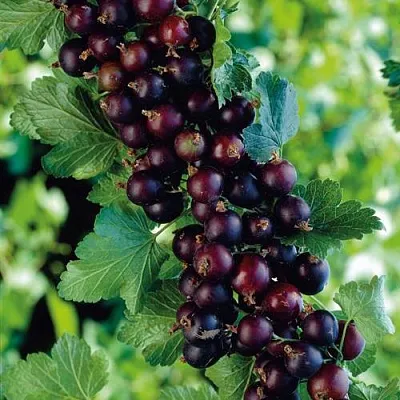 Йошта в Сургуте