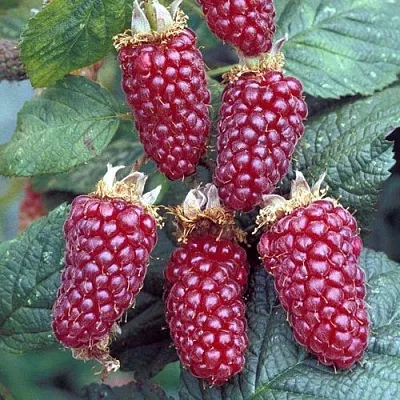 Ежемалина ТАЙБЕРРИ  Ежемалина ТАЙБЕРРИ в Сургуте