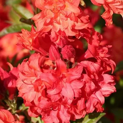 Азалия ФОЙЕРКОПФЕН крупноцветковая  Азалия ФОЙЕРКОПФЕН крупноцветковая в Сургуте
