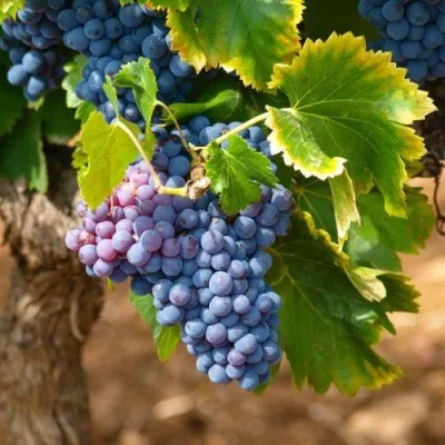 Виноград ЗИЛГА — описание сорта Виноград ЗИЛГА в Сургуте