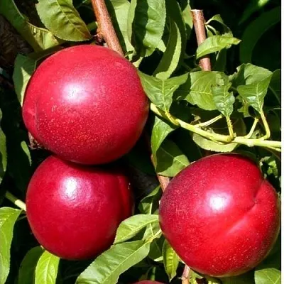 Нектарин ХАРКО  Нектарин ХАРКО в Сургуте