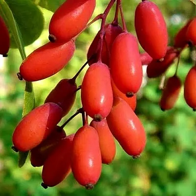 Кизил в Сургуте