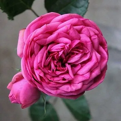 Саженцы роз ПИНК ПИАНО чайно-гибридная  Саженцы роз ПИНК ПИАНО чайно-гибридная в Сургуте