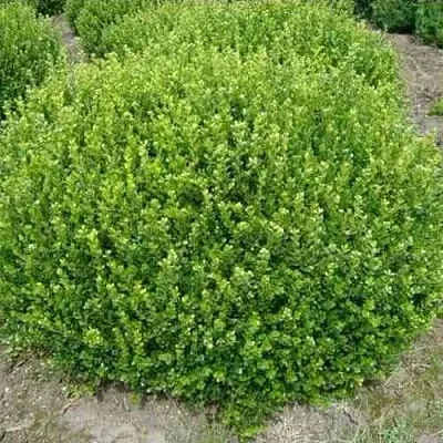 Самшит ФОЛКНЕР  Самшит ФОЛКНЕР в Сургуте