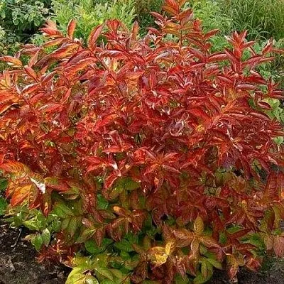 Вейгела ОГНЕННЫЕ КРЫЛЬЯ  Вейгела ОГНЕННЫЕ КРЫЛЬЯ в Сургуте