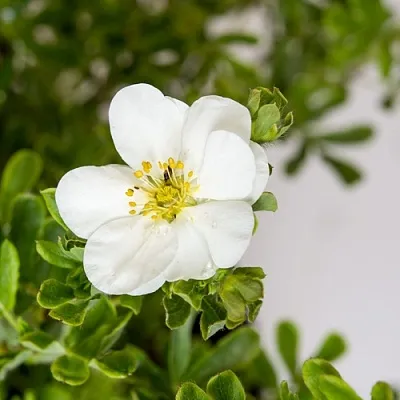 Лапчатка СНОУБЕРД кустарниковая в Сургуте