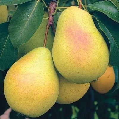 Груша МЛИЕВСКАЯ РАННЯЯ в Сургуте