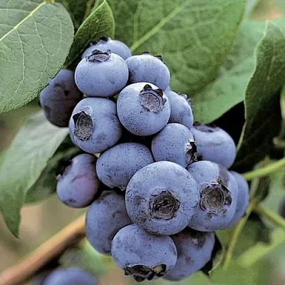 Голубика ПАТРИОТ  Голубика ПАТРИОТ в Сургуте