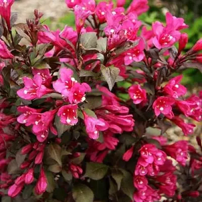 Вейгела БЛЭК РУБИ  Вейгела БЛЭК РУБИ в Сургуте