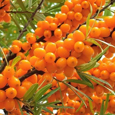 Облепиха в Сургуте