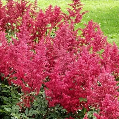 Астильба СКАЙСКРЕЙПЕР китайская  Астильба СКАЙСКРЕЙПЕР китайская в Сургуте