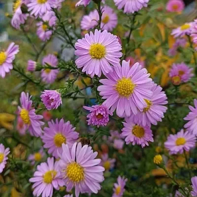 Астра СТРОУБЕРРИ ЭНД КРИМ новобельгийская  Астра СТРОУБЕРРИ ЭНД КРИМ новобельгийская в Сургуте