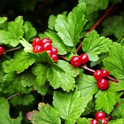 Смородина альпийская в Сургуте