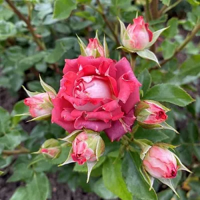 Саженцы роз ТИРАМИСУ спрей  Саженцы роз ТИРАМИСУ спрей в Сургуте