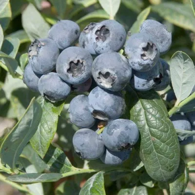 Голубика БРИГИТТА — описание сорта Голубика БРИГИТТА в Сургуте