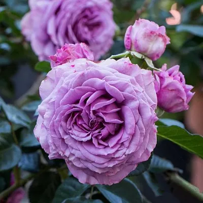 Саженцы роз СИЛЬВЕР КВИК плетистая в Сургуте