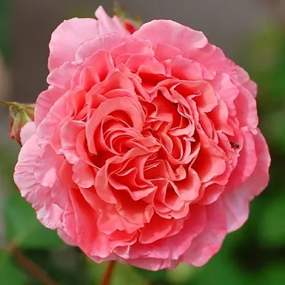 Саженцы роз ЛОРАН КАБРОЛЬ шраб  Саженцы роз ЛОРАН КАБРОЛЬ шраб в Сургуте