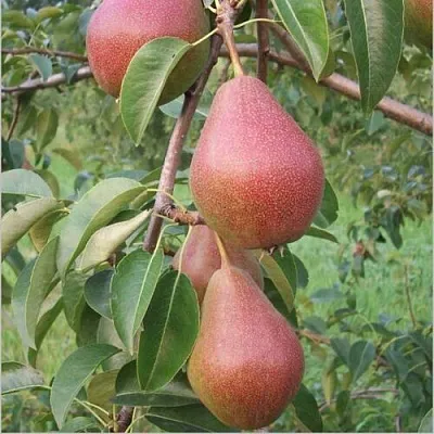 Груша РУМЯНАЯ КЕДРИНА в Сургуте